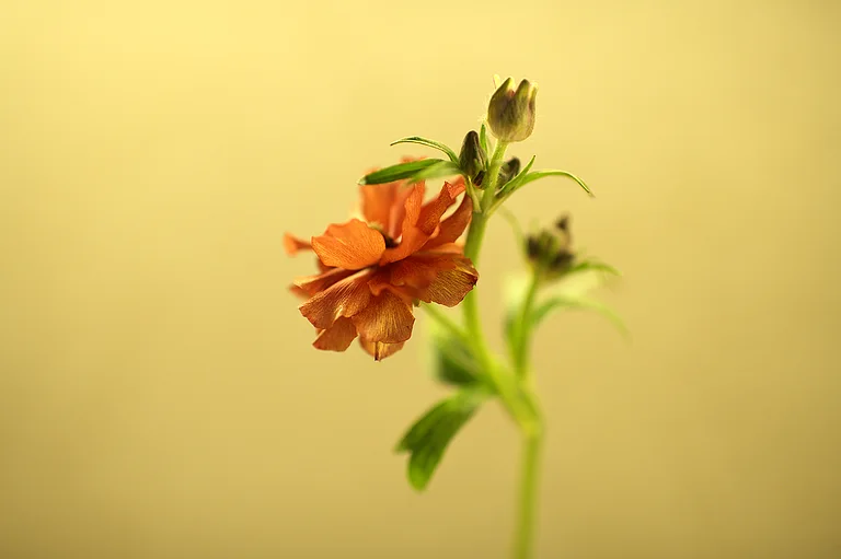 A single orange bloom against warm plaster